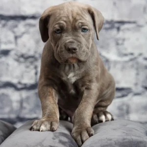 Meet Luna – Elegant & Loyal Female Cane Corso Puppy (AKC Registered)